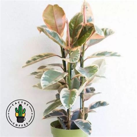 Jual Tanaman Hias Indoor Karet Kebo Varigata Ficus Elastica Variegata