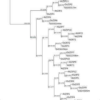 Molecular Phylogenetic Analysis By Maximum Likelihood Method The