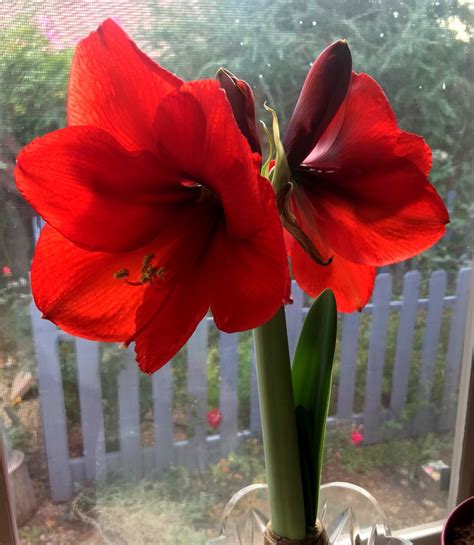 Grow Amaryllis Outdoors In The Desert Southwest Ramblings From A