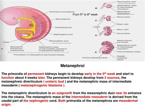 PPT Development Of Urinary System PowerPoint Presentation Free