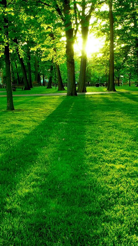 Download Nature Phone Grass Park Wallpaper | Wallpapers.com