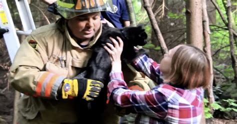 Vancouver Gattino Bloccato Su Un Albero Viene Salvato In Extremis Dai