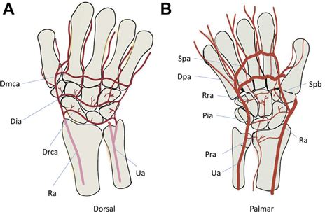 First Dorsal Metacarpal Artery