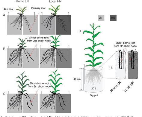 Figure 1 From Root Type Specific Plasticity In Response To Localized