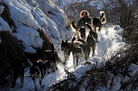 Iditarod dog sledding race resumes in Alaska amid COVID