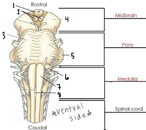 Lecture 9 Brainstem Flashcards Quizlet