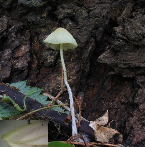 Mycena Citrinomarginata Myc Ne Marge Citrine Pousse Sur Flickr