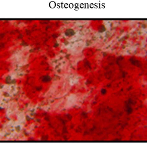 The Differentiation Potential Of Bm Mscs Representative Example Of Download Scientific Diagram