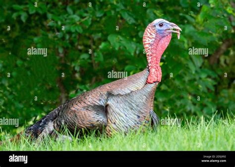 Turkey Wattle High Resolution Stock Photography and Images - Alamy