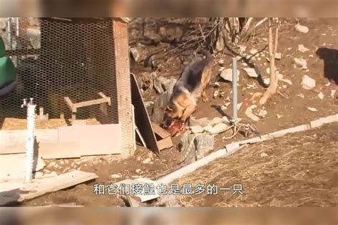 牧羊犬混成了“牧鸡犬”，每天都偷鸡蛋吃，主人竟发现不了 偷鸡蛋 主人 牧羊犬