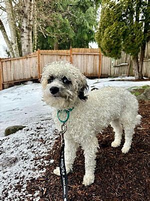 Redmond Wa Poodle Miniature Maltese Meet Skal A Pet For Adoption