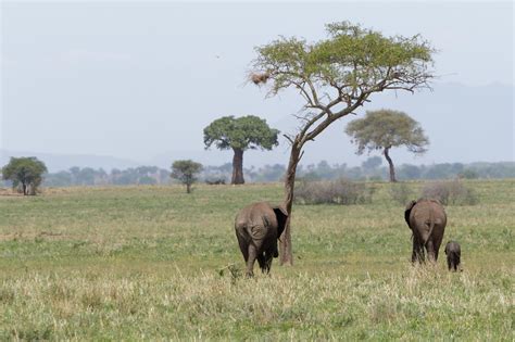 Tarangire Nationalpark Tansania Safari