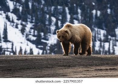 Wild Grizzly Bear After Hibernation Wilderness Stock Photo 2257901357 ...