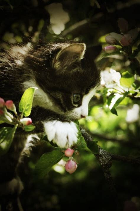 Chronicles Of A Love Affair With Nature Cute Cats Kittens Cutest