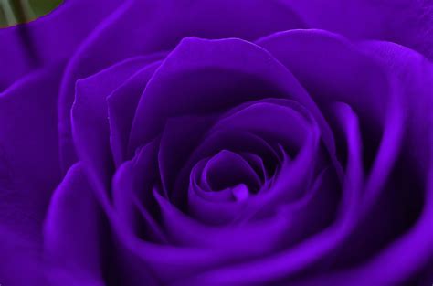 Purple Rose Background (52+ pictures) - WallpaperSet