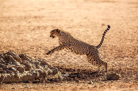 Why Are Cheetahs So Fast WorldAtlas