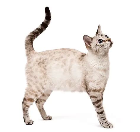 Snow Bengal Cat - History, Characteristics And Appearance