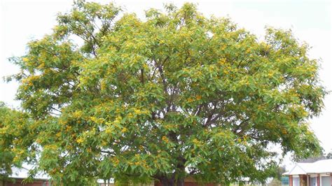 Gardening Top 10 Canopy Shade Trees For Cq The Courier Mail