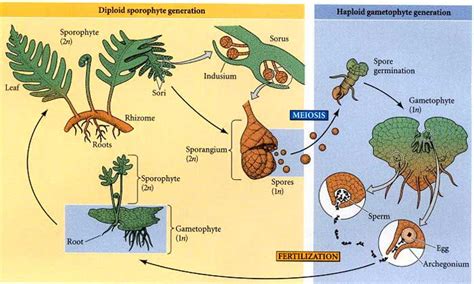 Plant Life Cycle Explained For All Plant Types | Bio Explorer