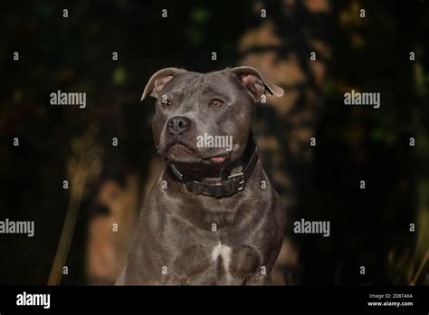 blue staffy  res stock photography  images alamy