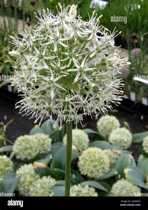 White Allium Stipitatum Mount Everest Blooms In A Flower Border In A