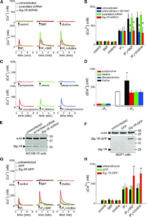 Choline Potentiates Ip Evoked Ca Release By Stimulating Sig Rs