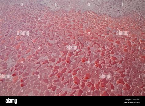 Lago Natron Valle Del Rift Tanzania Africa Stock Photo Alamy