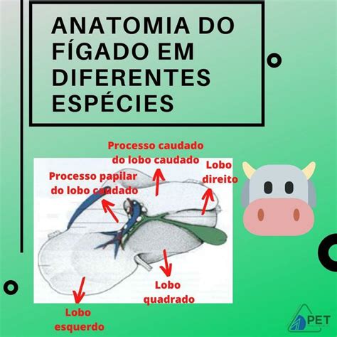 Fígado bovino Medicina Medicina veterinária Anatomia