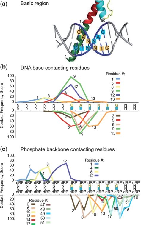 Analysis Of Bhlh Residuedna Contact Frequency A Canonical Structure