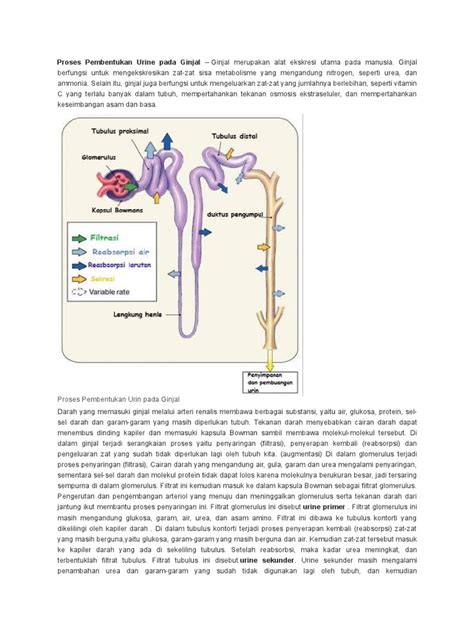 PDF Proses Pembentukan Urine Pada Ginjal DOKUMEN TIPS