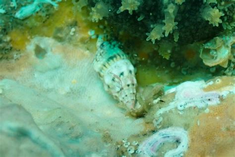 Cerithium Atromarginatum From North West Solitary Island New South