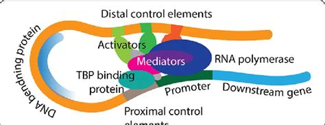 Complex Transcriptional Factor Interactions Stabilize Transcriptional