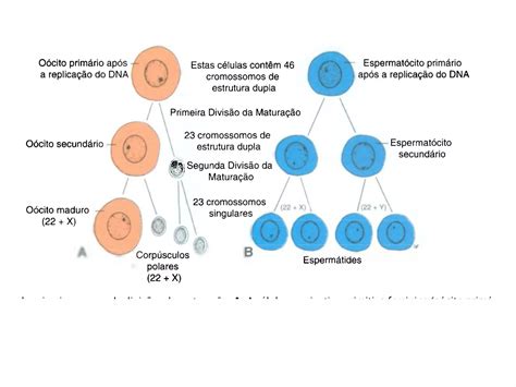 Aula E Introdu Ao A Embriologia Ppt