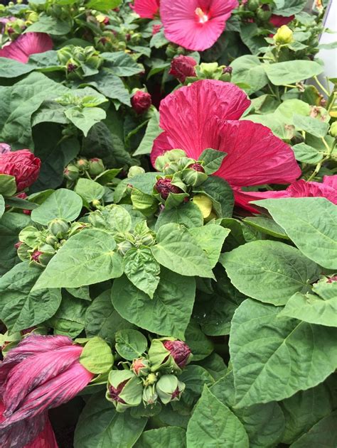 Photo Of The Leaves Of Hybrid Hardy Hibiscus Hibiscus Luna™ Red