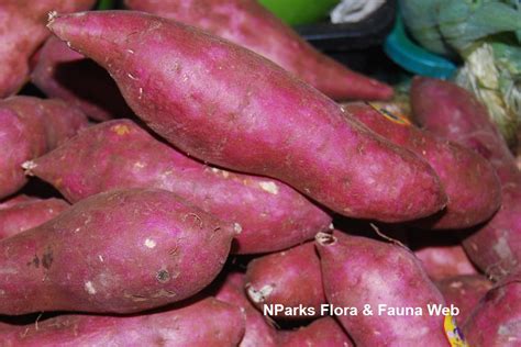 Tuberous Roots Sweet Potato