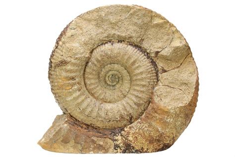 6.7" Jurassic Ammonite (Stephanoceras) Fossil - England (#211758) For ...