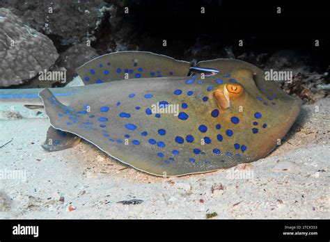 Blaupunkt Stechrochen Taeniura Lymma Unterwasser Foto Tauchplatz Abu