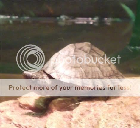 Diary of a Razorback Musk Turtle: Care Sheet