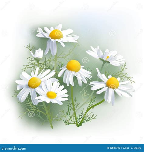 Chamomile Herbs Matricaria Chamomilla Stock Vector Illustration