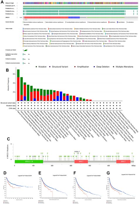 Xrcc A Potential Prognostic And Immunological Biomarker In Lgg Based