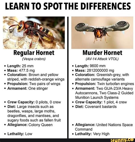 Murder Hornet Size Chart