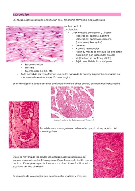 Tema 6 Tejido Muscular Liso Liso Las Fibras Musculares Lisas Se