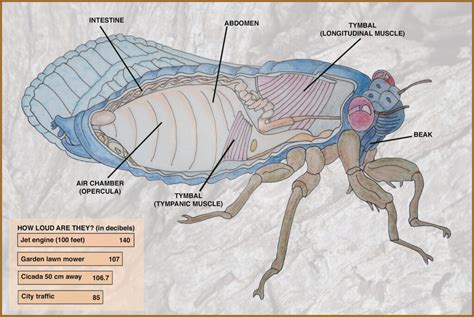 Cicadas Anatomy