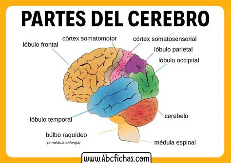 Estructura Interna Funciones Y Las Partes Del Cerebro