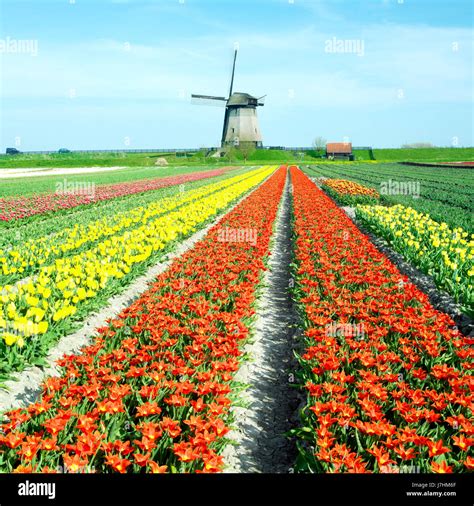 netherlands windmill arrangement travel flower plant field flowers ...