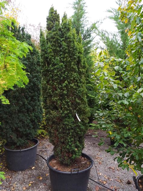 Taxus Baccata Fastigiata Aureomarginata Gelbe S Uleneibe