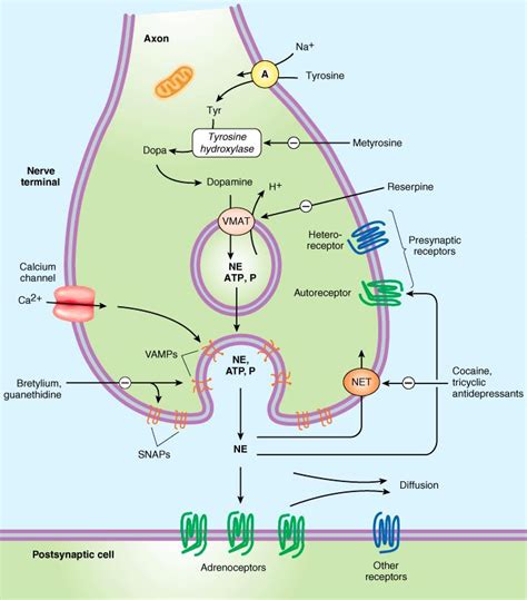 Adrenergic Transmission Drugs And Therapeutics