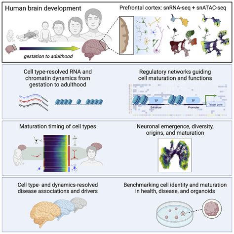 World First Human Brain Cell Map Shows Gene Activity Changes