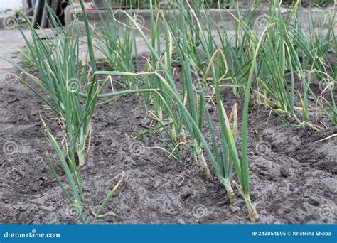 Cebollas Verdes Enfermas Astenia Enferma A Medida Que Crece La Cebolla