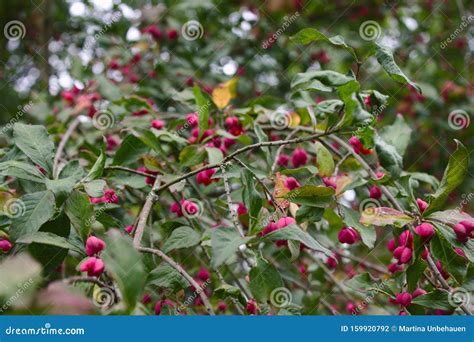 Spindle tree in the autumn stock photo. Image of euonymus - 159920792